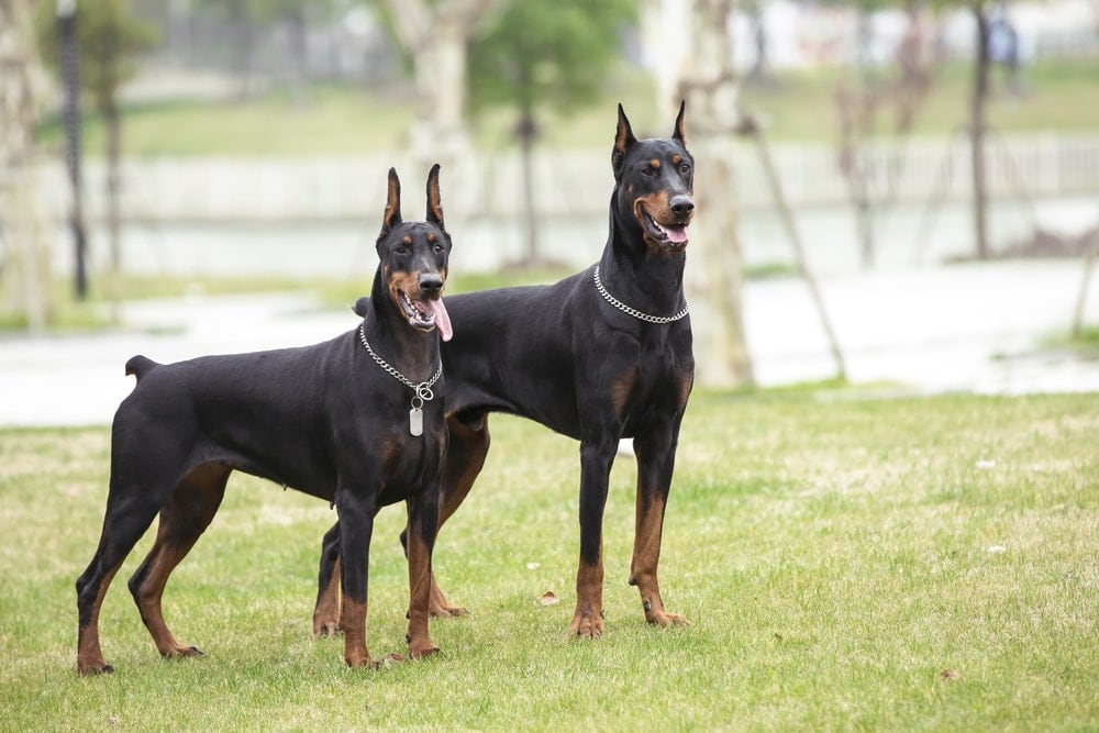 Doberman Pinscher