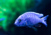 Electric Blue Cichlid Care Guide - Diet & Breeding