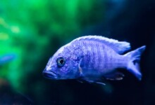 Electric Blue Cichlid Care Guide - Diet & Breeding