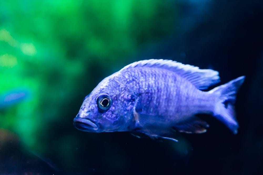 Electric Blue Cichlid Care Guide Diet & Breeding » Petsoid