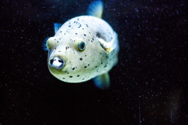 Freshwater Pufferfish Care Guide Diet & Tank Info » Petsoid