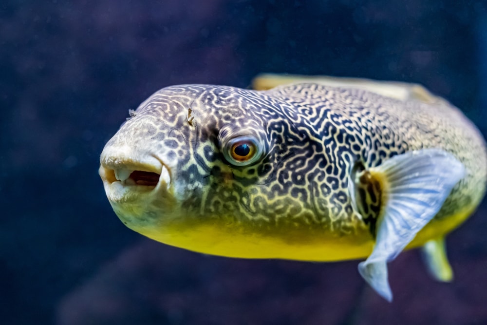 Freshwater Pufferfish Care Guide - Diet & Tank Info » Petsoid