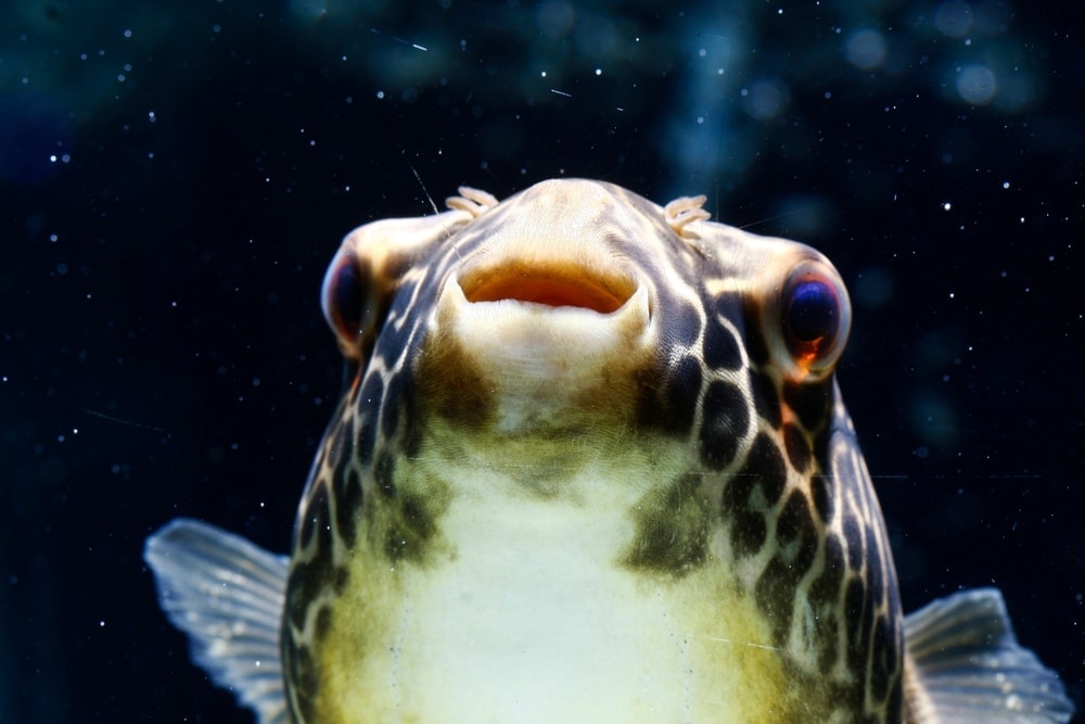 Freshwater Pufferfish portrait