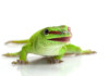 Giant Day Gecko Care guide & info