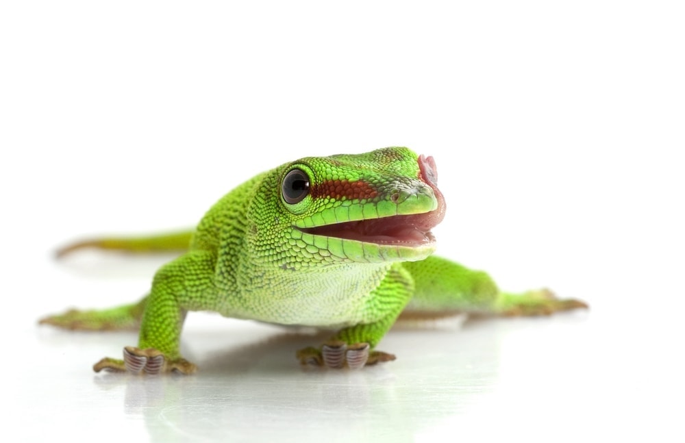 Giant Day Gecko Care Guide Info Petsoid