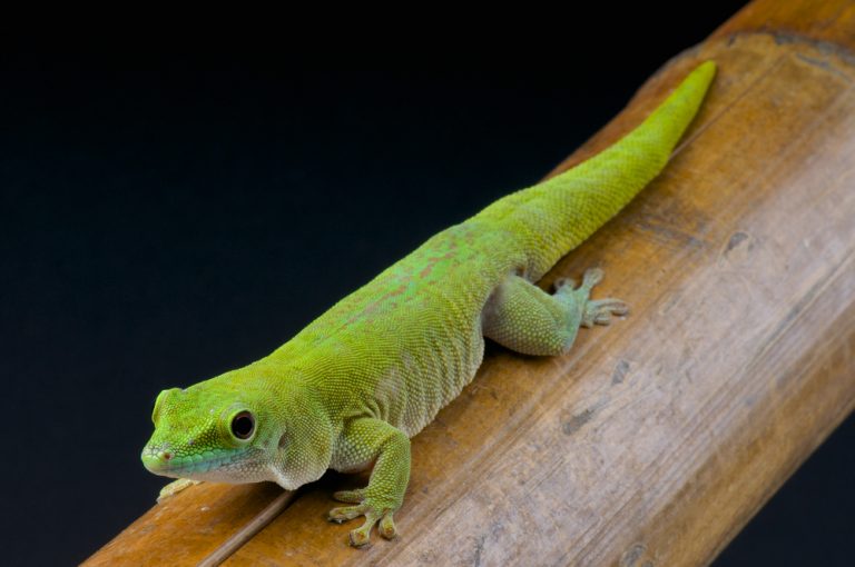 Giant Day Gecko Care guide & info » Petsoid