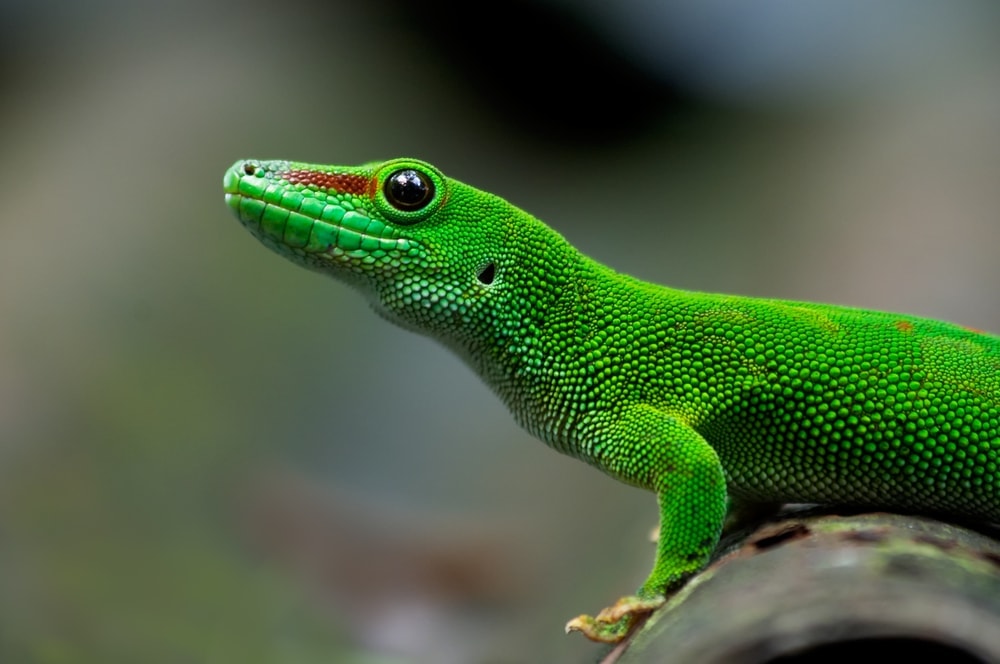 Giant Day Gecko Care Guide Info Petsoid