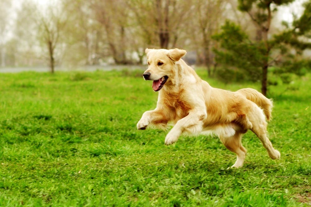 Golden Retriever 2