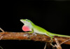 Anoles Breeding Guide & Information