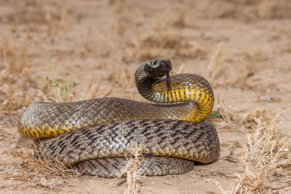 inland taipan fangs