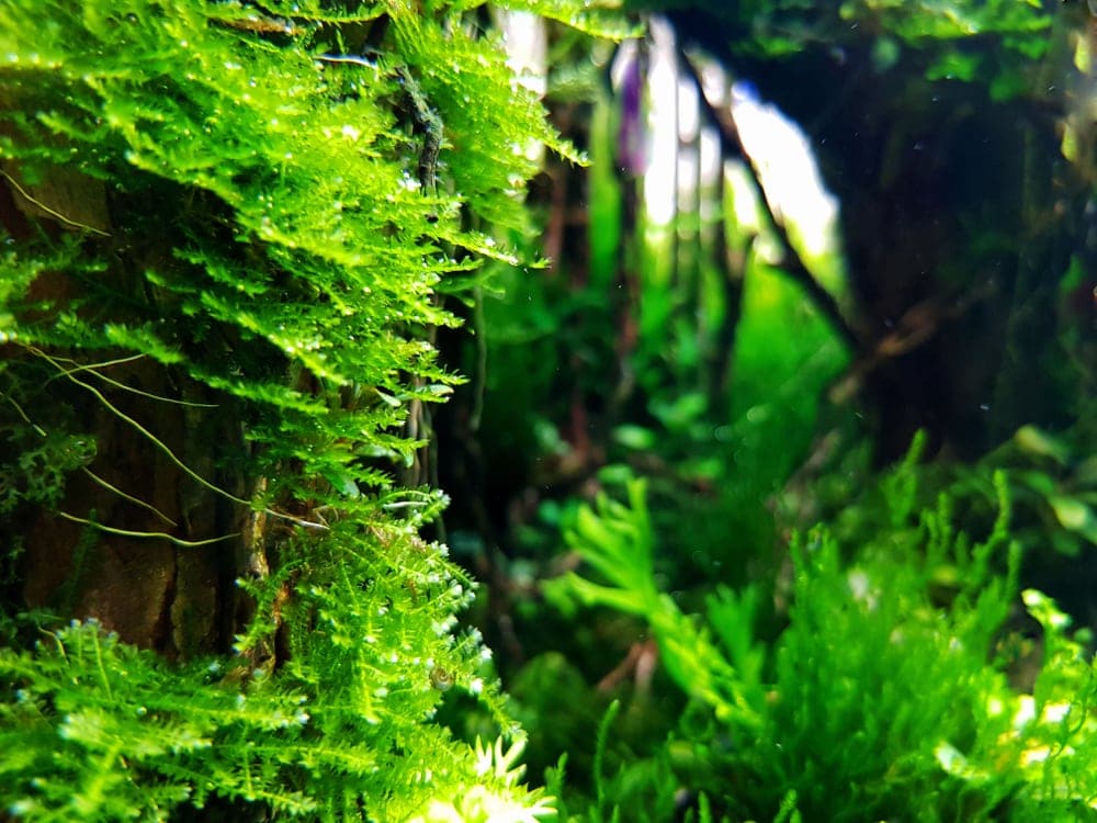 does java moss grow fast