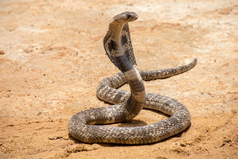 Top 5 Worlds Deadliest Snakes (With Info) » Petsoid