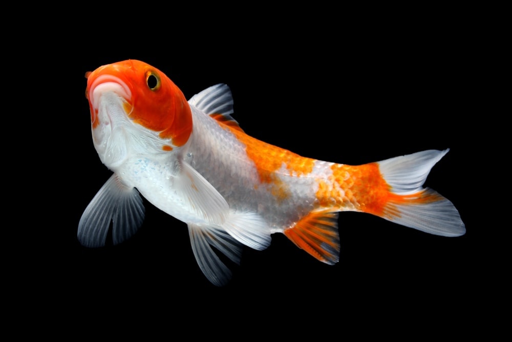 Koi Fish Care Guide - Diet, Tank Setup & More » Petsoid