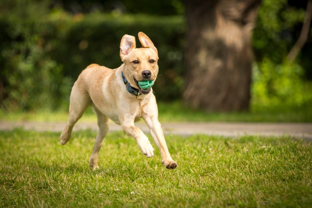 Labrador Retriever