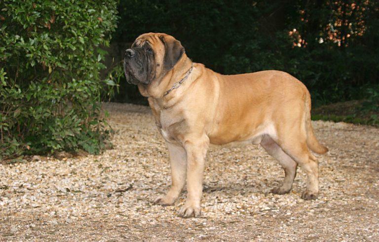 Top 10 Most Low-Energy Dog Breeds » Petsoid