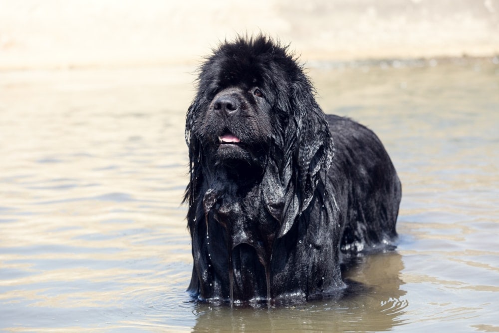 Newfoundland