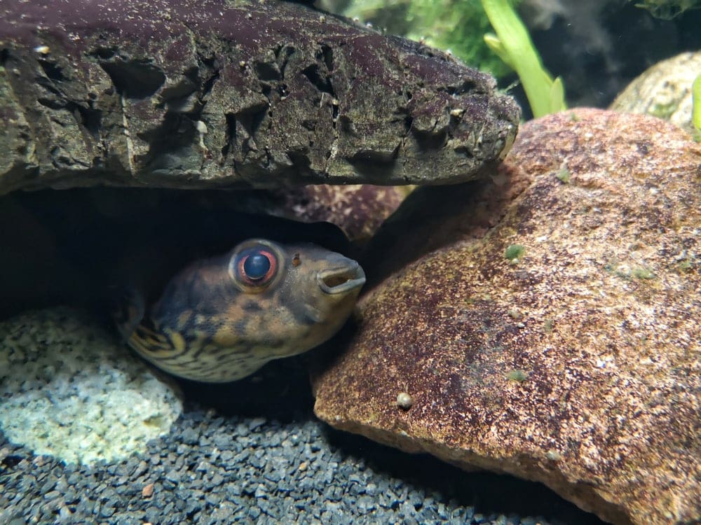 Pea Puffer Food: A Comprehensive Guide to Nourishing Your Tiny Aquatic Pets