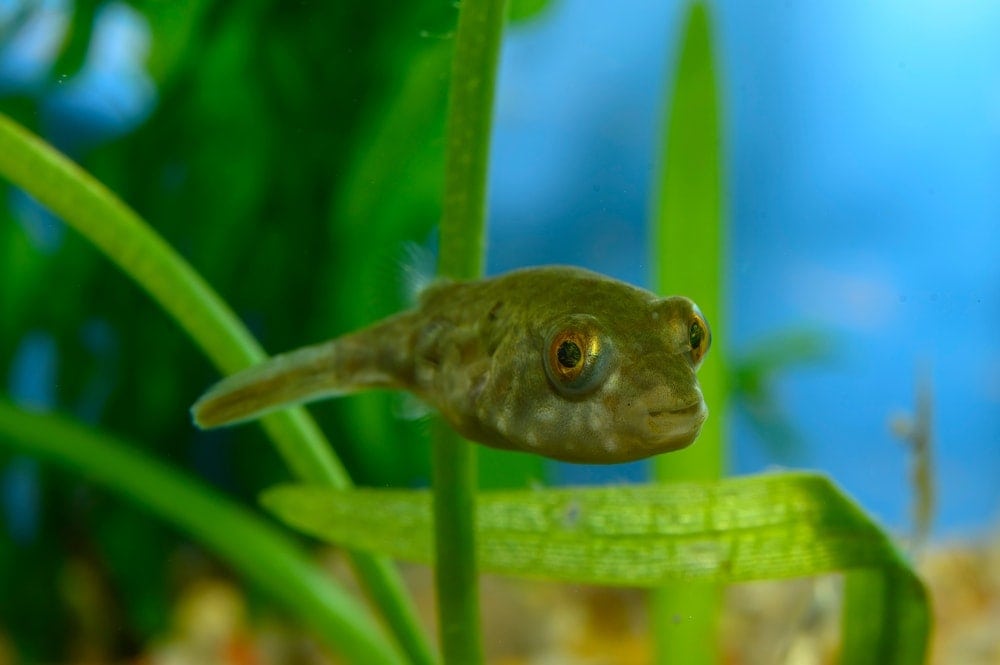 Pea Puffer in an aquarium