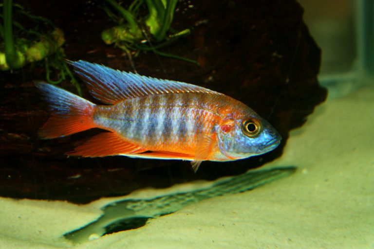 African Cichlid Care Guide - Types, Breeding & More » Petsoid