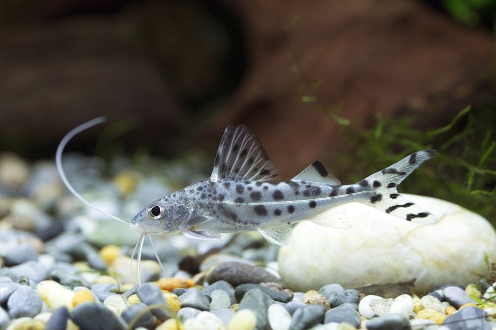 Pictus Catfish in an aquarium