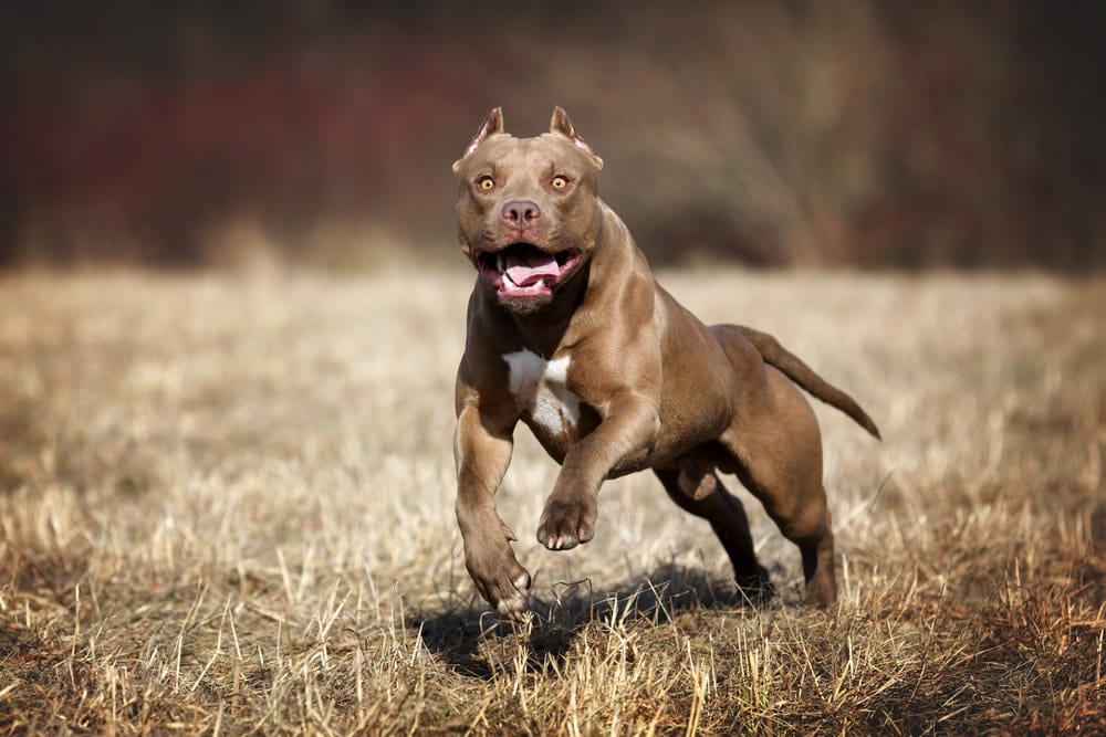 Pit Bull