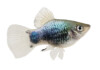 Platy Fish Care Guide - Diet, Breeding & More
