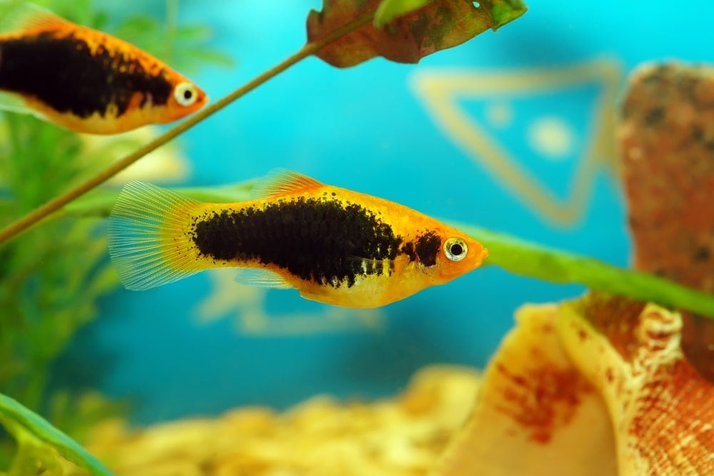 Platy Fishes swimming in an aquarium