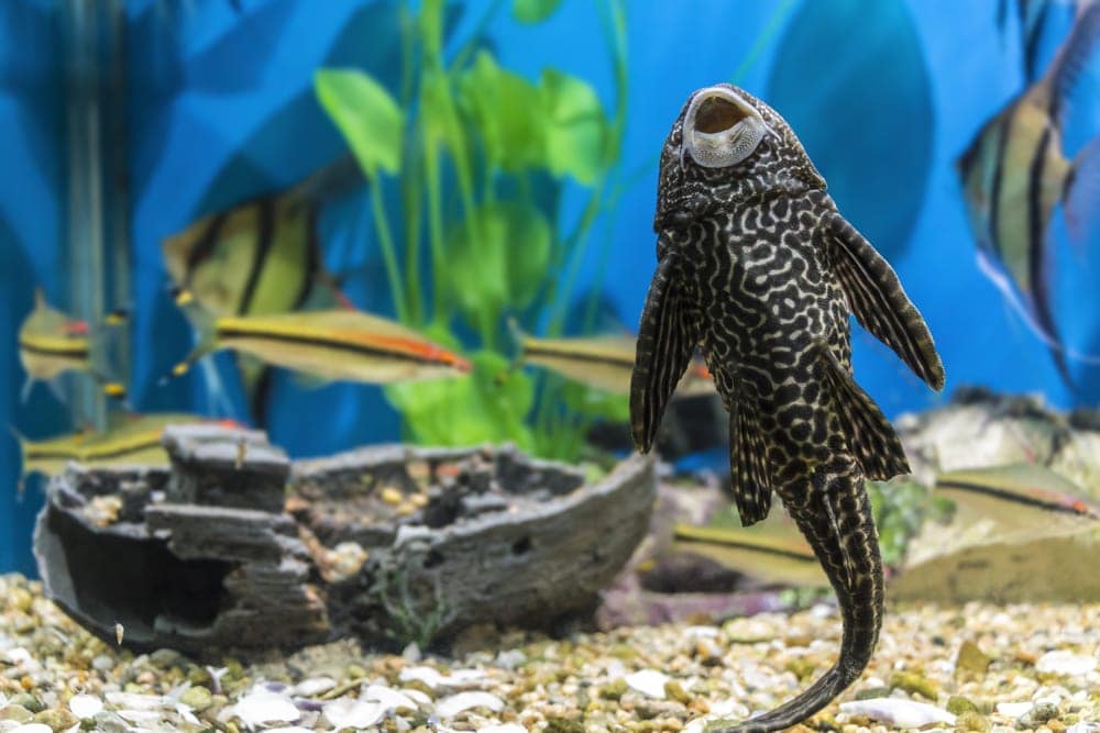 Plecostomus Care Guide - Diet, Breeding & More » Petsoid