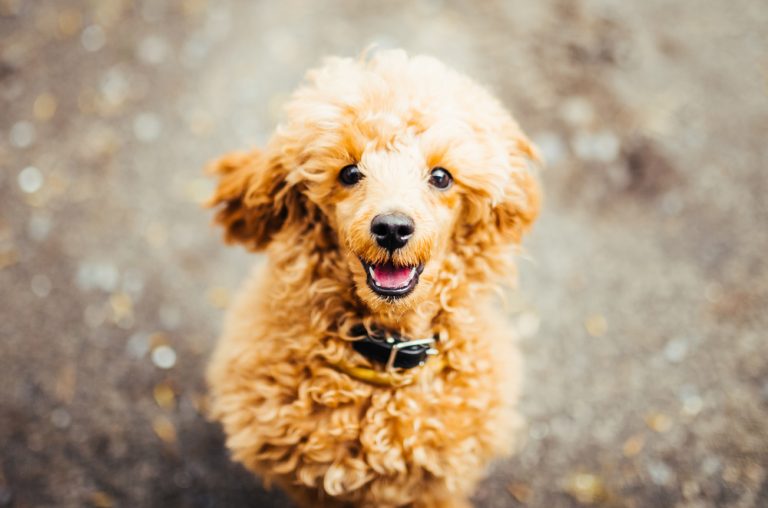 Top 10 Best Dogs for College Students » Petsoid