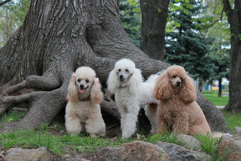 Top 10 Best Dogs for Anxiety » Petsoid