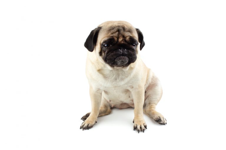 Top 10 Best Dogs for College Students » Petsoid