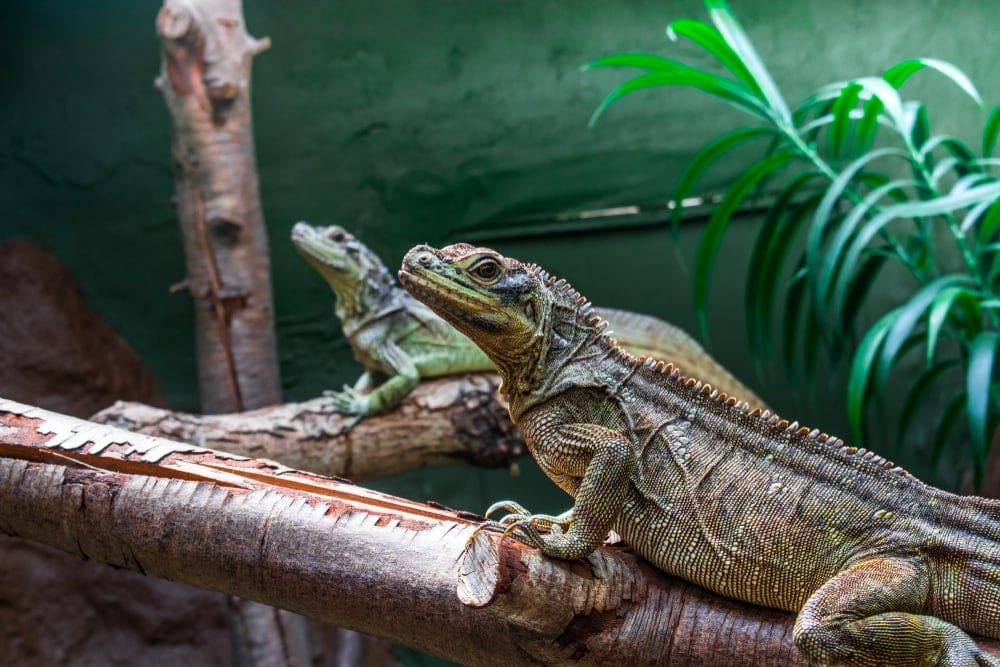 Lagarto dragón Sailfin 2