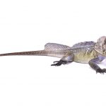 Sailfin Dragon Lizard white bg