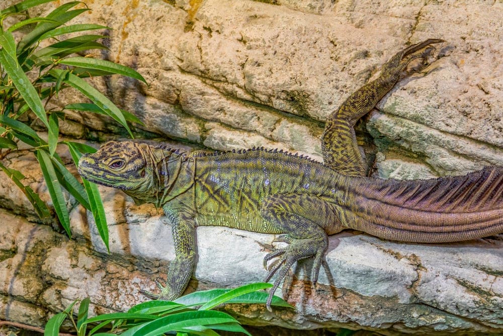 Sailfin Dragon Lizard