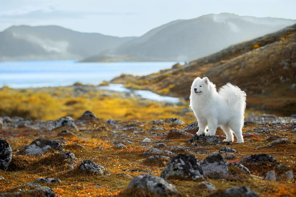 Samoyed