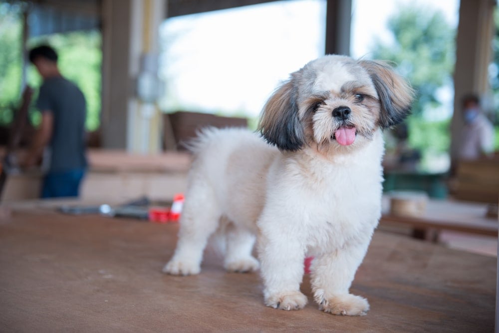 Shih Tzu