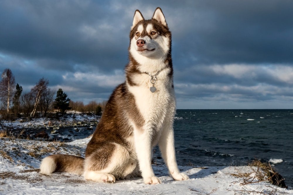 Siberian Husky