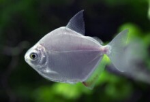 Silver Dollar Fish Care Guide - Diet, Breeding & More