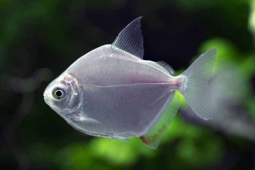 Silver Dollar Fish in an aquarium