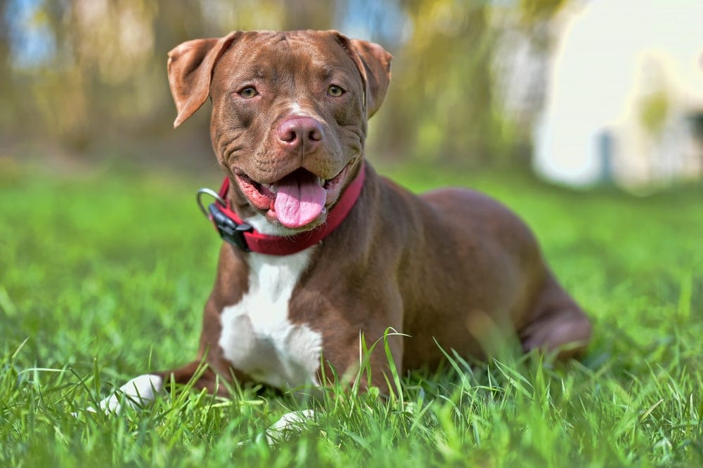 Staffordshire Bull Terrier