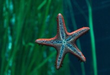 What Do Starfish Really Eat?
