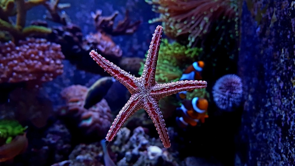Starfish colorful