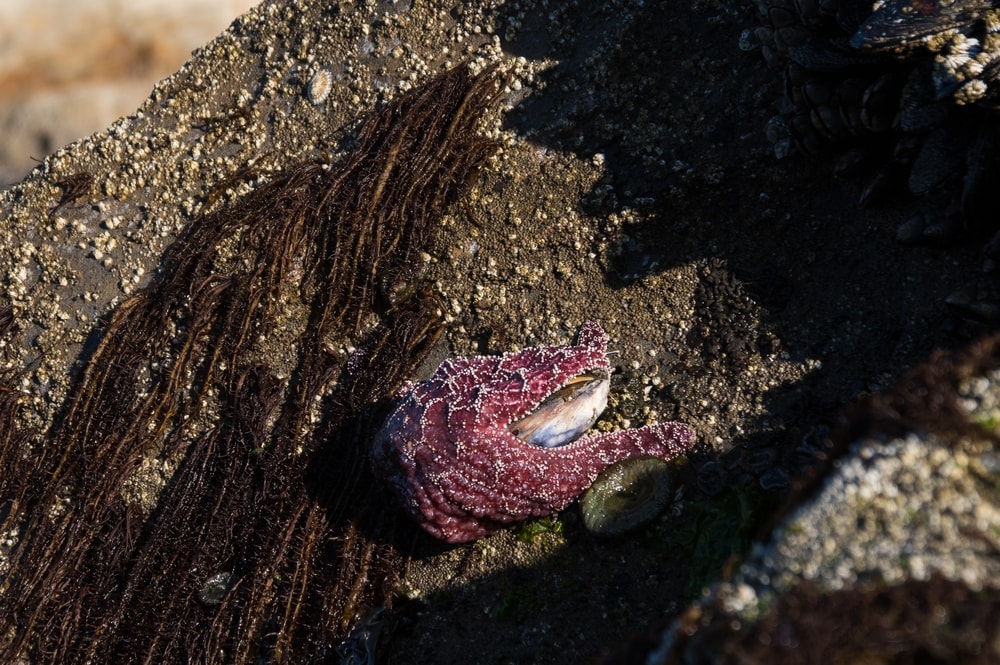 What Do Starfish Really Eat? » Petsoid