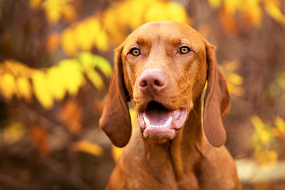 Vizsla