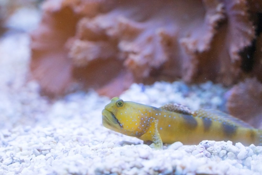 Watchman Goby