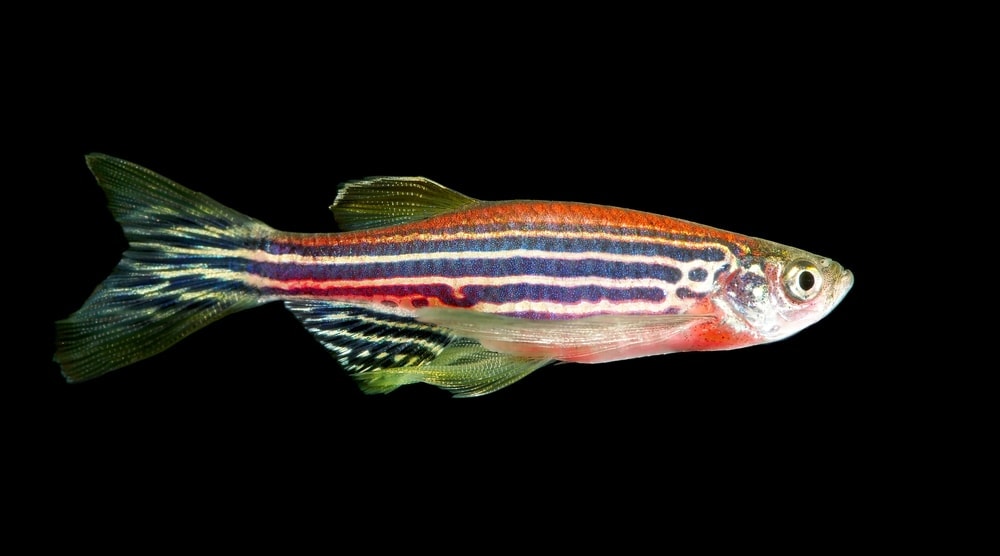 Zebra Danio Care Guide - Diet, Breeding & More » Petsoid