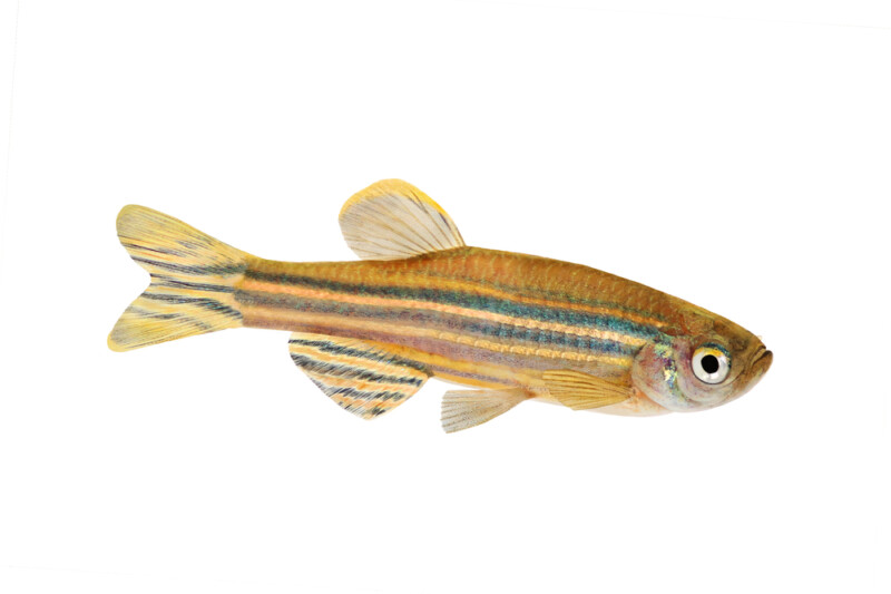 Zebra Danio Care Guide Diet, Breeding & More » Petsoid