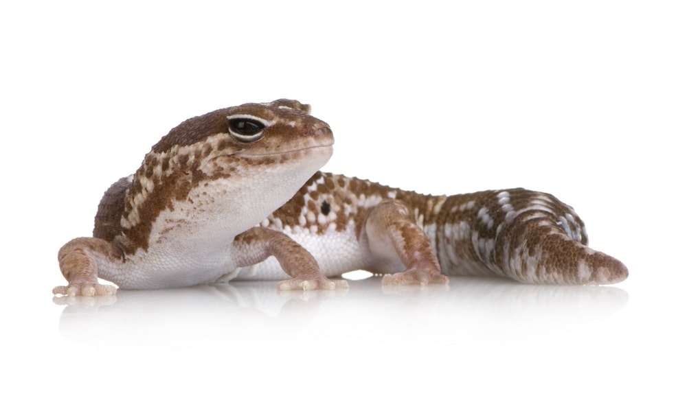 african fat tailed gecko