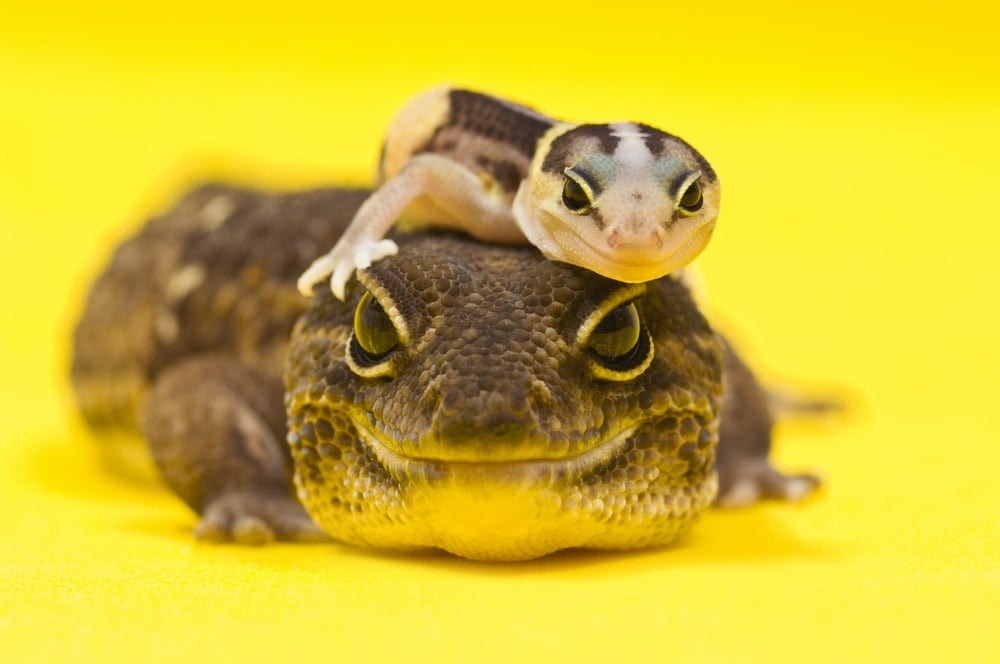 african fat tailed geckos