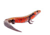 African Fire Skink Care Guide & Info